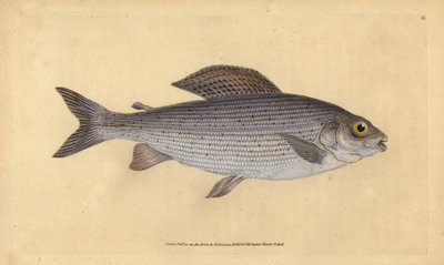Szürke, Thymallus thymallus (Salmo thymallus). Kézzel színezett rézlemez, amelyet Edward Donovan rajzolt és metszett a British Fishes, Donovan and F.C. Natural History of British Fishes című művéből. és J. Rivington, London alkotó: Edward Donovan