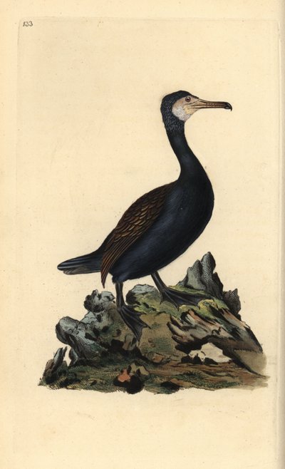 Nagy kárókatona, Phalacrocorax carbo. Kézzel színezett rézlemez, amelyet Edward Donovan rajzolt és metszett a saját „Britan madarak természettörténetéből” (1794-1819). Edward Donovan (1768-1837) anglo-ír amatőr állatorvos, író, művész és gravír volt. H alkotó: Edward Donovan