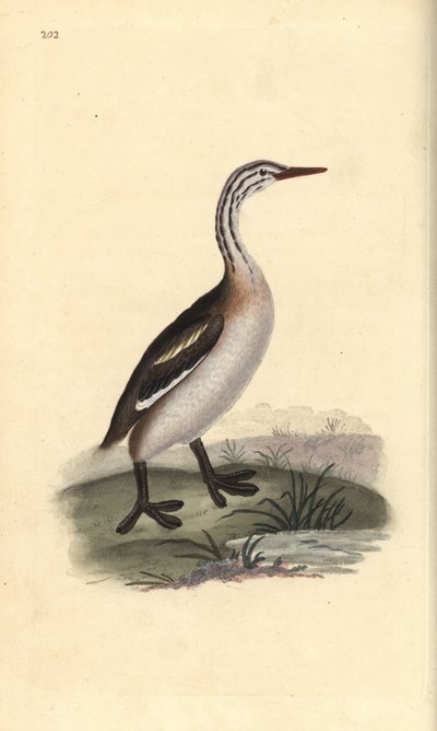 Tarajos vöcsök, Podiceps cristatus. Kézi színű rézlemez, amelyet Edward Donovan rajzolt és metszett a saját Londoni „British Birds természettörténetéből” alkotó: Edward Donovan