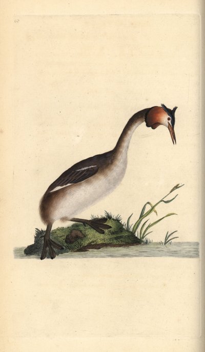Tarajos vöcsök, Podiceps cristatus. Kézi színű rézlemez, amelyet Edward Donovan rajzolt és metszett a saját Londoni „British Birds természettörténetéből” alkotó: Edward Donovan