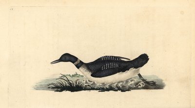 Nagyszerű északi búvár, Gavia immer. Kézi színű rézlemez, amelyet Edward Donovan rajzolt és metszett a saját Londoni „British Birds természettörténetéből” alkotó: Edward Donovan