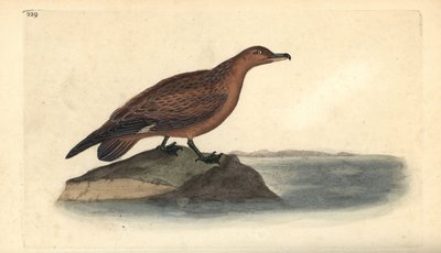 Nagy skua, Stercorarius skua. Kézi színű rézlemez, amelyet Edward Donovan rajzolt és metszett a saját Londoni „British Birds természettörténetéből” alkotó: Edward Donovan