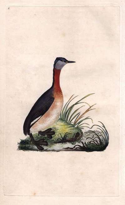 Grebe vidám. Podiceps grisegena (Podiceps ruficollis). Edward Donovan (1768-1837) rézmetsze, megjelent a londoni Histoire naturelle des oiseaux britanniques-ban alkotó: Edward Donovan