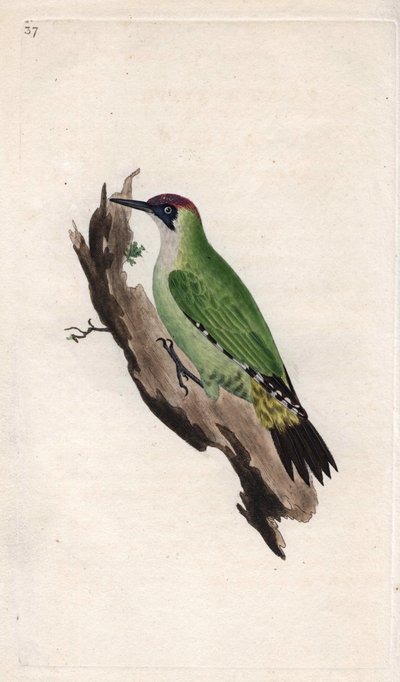 Zöld harkály. Picus viridis. Edward Donovan (1768-1837) rézmetsze, megjelent a Natural History of British Birds, Londonban alkotó: Edward Donovan