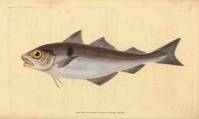 Foltos tőkehal, Melanogrammus aeglefinus (Gadus aeglefinus). Sebezhető. Kézzel színezett rézlemez, amelyet Edward Donovan rajzolt és metszett a British Fishes, Donovan and F.C. Natural History of British Fishes című művéből. és J. Rivington, London alkotó: Edward Donovan