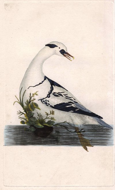 Harle gyalogok. Mergus albellus. Edward Donovan (1768-1837) rézmetsze, megjelent a Natural History of British Birds, Londonban alkotó: Edward Donovan
