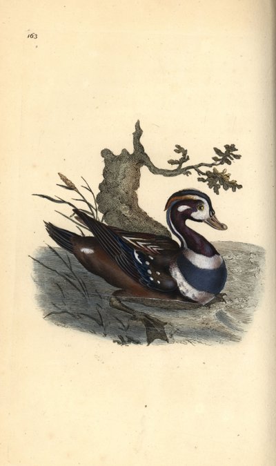 Harlekin kacsa, Histrionicus histrionicus. Kézi színű rézlemez, amelyet Edward Donovan rajzolt és metszett a saját Londoni „British Birds természettörténetéből” alkotó: Edward Donovan