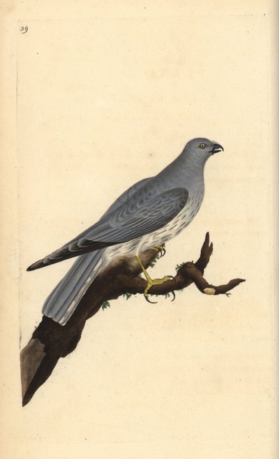 Tyúkhal, Circus cyaneus. Kézi színű rézlemez, amelyet Edward Donovan rajzolt és metszett a saját Londoni „British Birds természettörténetéből” alkotó: Edward Donovan