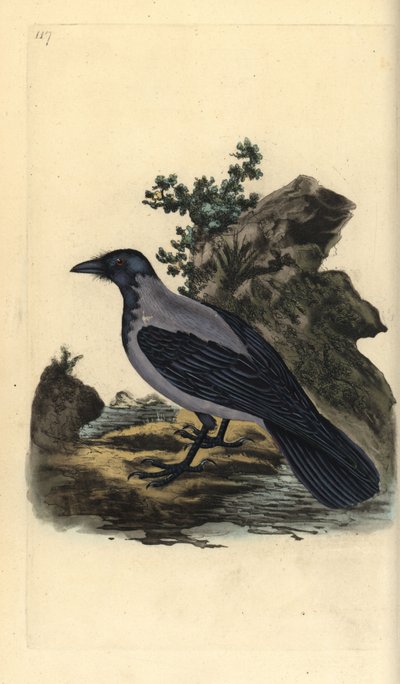 Csuklyás varjú, Corvus cornix. Kézi színű rézlemez, amelyet Edward Donovan rajzolt és metszett a saját Londoni „British Birds természettörténetéből” alkotó: Edward Donovan