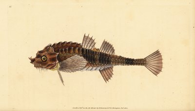 Hooknose, Agonus cataphractus (Pogge vagy fegyveres bikafej, Cottus cataphractus). Kézzel színezett rézlemez, amelyet Edward Donovan rajzolt és metszett a British Fishes, Donovan and F.C. Natural History of British Fishes című művéből. és J. Rivington, Lon alkotó: Edward Donovan