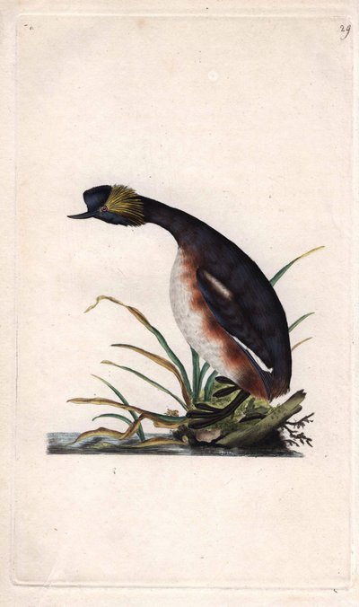 Kürtöskalász vagy füleskalász. Podiceps auritus (Colymbus auritus). Edward Donovan (1768-1837) rézmetszete, megjelent: Histoire naturelle des oiseaux britanniques, London. alkotó: Edward Donovan