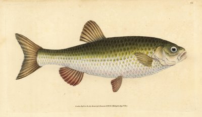 Ide, Leuciscus idus (Chub, Cyprinus jeses). Kézzel színezett rézlemez, amelyet Edward Donovan rajzolt és metszett a British Fishes, Donovan and F.C. Natural History of British Fishes című művéből. és J. Rivington, London alkotó: Edward Donovan