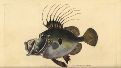 John Dory vagy Doree, Zeus faber. Kézzel színezett rézlemez, amelyet Edward Donovan rajzolt és metszett a British Fishes, Donovan and F.C. Natural History of British Fishes című művéből. és J. Rivington, London alkotó: Edward Donovan