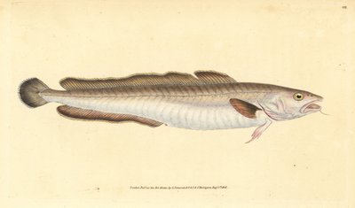 Menyhal, Molva molva (Gadus molva). Kézzel színezett rézlemez, amelyet Edward Donovan rajzolt és metszett a British Fishes, Donovan and F.C. Natural History of British Fishes című művéből. és J. Rivington, London alkotó: Edward Donovan