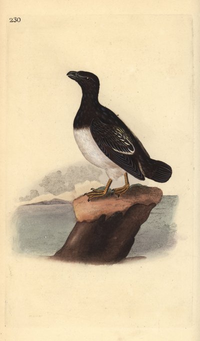 Kis auk vagy Dovekie (nőstény), All alle. Kézi színű rézlemez, amelyet Edward Donovan rajzolt és metszett a saját Londoni „British Birds természettörténetéből” alkotó: Edward Donovan