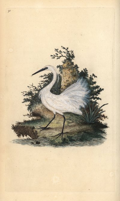 Kis kócsag, Egreta garzetta. Kézi színű rézlemez, amelyet Edward Donovan rajzolt és metszett a saját Londoni „British Birds természettörténetéből” alkotó: Edward Donovan
