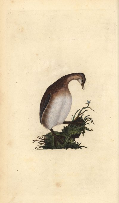 Kis vöcsök, Tachybaptus ruficollis. Kézi színű rézlemez, amelyet Edward Donovan rajzolt és metszett a saját Londoni „British Birds természettörténetéből” alkotó: Edward Donovan