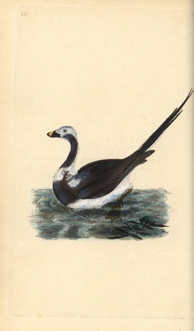 Hosszúfarkú kacsa, Clangula hyemalis. Sebezhető. Kézi színű rézlemez, amelyet Edward Donovan rajzolt és metszett a saját Londoni „British Birds természettörténetéből” alkotó: Edward Donovan