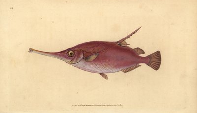 Hosszútüskés szalonka, Macroramphosus scolopax (Snipe vagy trombitahal, Centriscus scolopax). Kézzel színezett rézlemez, amelyet Edward Donovan rajzolt és metszett a British Fishes, Donovan and F.C. Natural History of British Fishes című művéből. és J. Riv alkotó: Edward Donovan