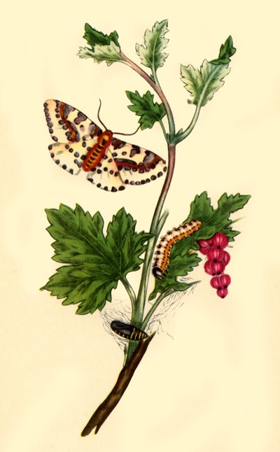 „Shore Current Moth on Maggi: Flanae grossularizata”, 1813, 1945. alkotó: Edward Donovan
