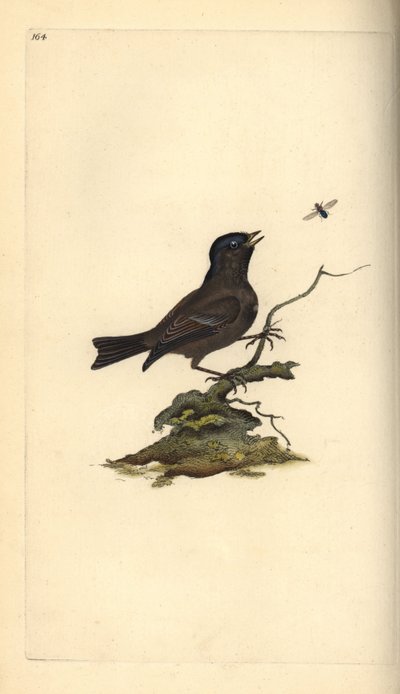 Mocsárcinege, Poecile Palustris. Kézi színű rézlemez, amelyet Edward Donovan rajzolt és metszett a saját Londoni „British Birds természettörténetéből” alkotó: Edward Donovan