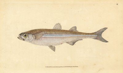 Mediterrán homokillat vagy európai atherine, Atherina hepsetus. Kézzel színezett rézlemez, amelyet Edward Donovan rajzolt és metszett a British Fishes, Donovan and F.C. Natural History of British Fishes című művéből. és J. Rivington, London alkotó: Edward Donovan