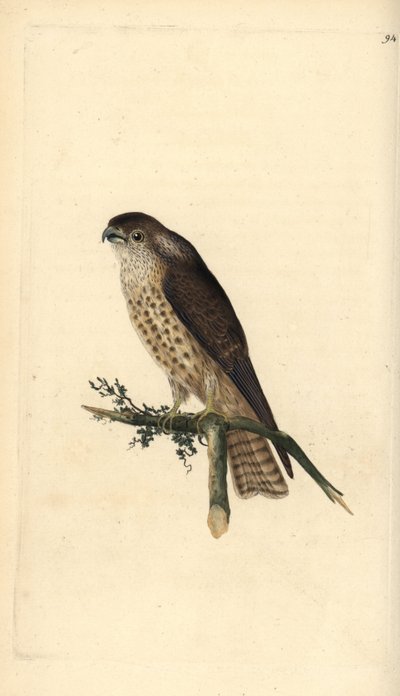 Merlin, Falco columbarius. Kézi színű rézlemez, amelyet Edward Donovan rajzolt és metszett a saját Londoni „British Birds természettörténetéből” alkotó: Edward Donovan