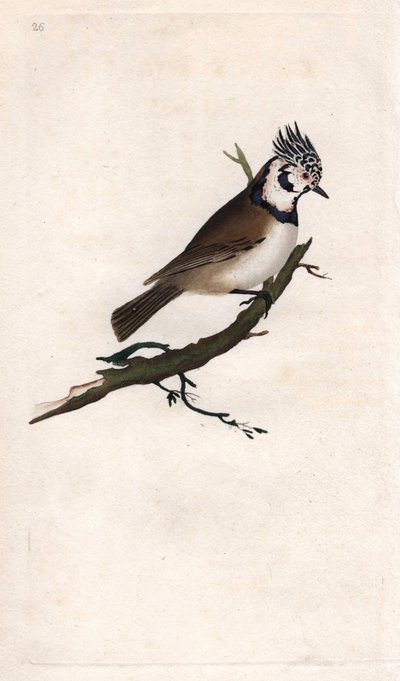 Tarajos cinege. Lopophanes cristatus cristatus (Parus cristatus). Edward Donovan (1768-1837) rézmetsze, megjelent a Natural History of British Birds, Londonban alkotó: Edward Donovan