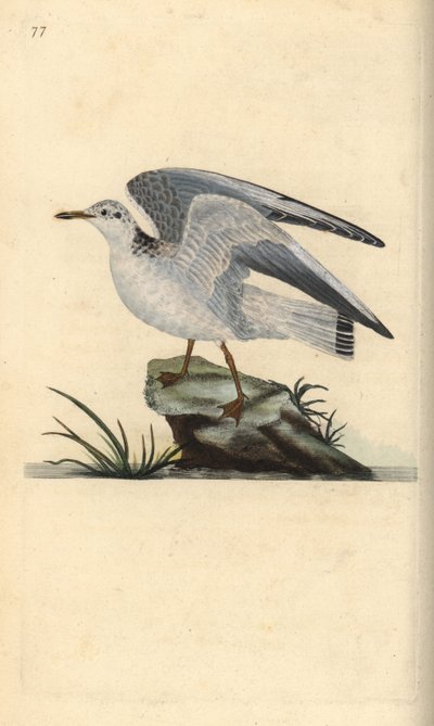 Mew vagy téli sirály, Larus canus. Kézi színű rézlemez, amelyet Edward Donovan rajzolt és metszett a saját Londoni „British Birds természettörténetéből” alkotó: Edward Donovan