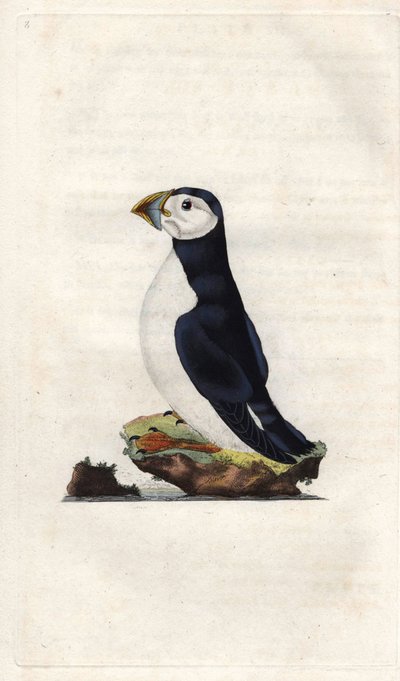 Szerzetes nyíróvíz. Fratercula arctica (Alca arctica). Edward Donovan (1768-1837) rézmetsze, megjelent a Natural History of British Birds, Londonban alkotó: Edward Donovan