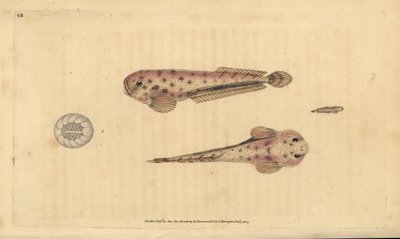Montagua tengeri csiga, Liparis montagui (kicsinyítő gubacs, Cyclopterus montagui). Kézzel színezett rézlemez, amelyet Edward Donovan rajzolt és metszett a British Fishes, Donovan and F.C. Natural History of British Fishes című művéből. és J. Rivington, Lo alkotó: Edward Donovan
