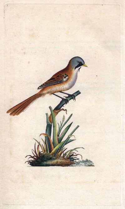 Bajusz panírozás (passeriform). Panurus biarmicus (Parus biarmicus). Edward Donovan (1768-1837) rézmetsze, megjelent a Natural History of British Birds, Londonban alkotó: Edward Donovan