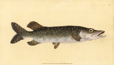 Északi csuka, Esox lucius. Kézzel színezett rézlemez, amelyet Edward Donovan rajzolt és vésett a British Fishes, Donovan and F.C. Natural History című művéből. és J. Rivington, London alkotó: Edward Donovan
