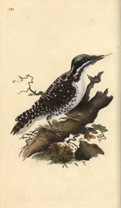 Északi háromujjú harkály. Picoides tridactylus. Kézi színű rézlemez, amelyet Edward Donovan rajzolt és metszett a saját Londoni „British Birds természettörténetéből” alkotó: Edward Donovan