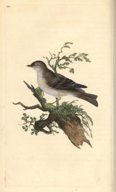 Árva poszáta, Sylvia hydrtensis, vagy nagyobb szálka. Kézi színű rézlemez, amelyet Edward Donovan rajzolt és metszett a saját Londoni „British Birds természettörténetéből” alkotó: Edward Donovan