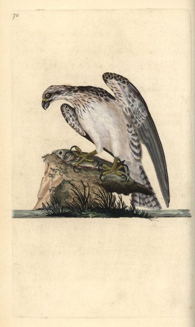 Osprey, Pandion haliaetus, állva egy kifogott halon. Kézi színű rézlemez, amelyet Edward Donovan rajzolt és metszett a saját Londoni „British Birds természettörténetéből” alkotó: Edward Donovan