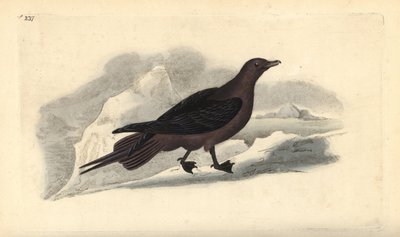 Parazita Jaeger, Stercorarius parasiticus. Kézi színű rézlemez, amelyet Edward Donovan rajzolt és metszett a saját Londoni „British Birds természettörténetéből” alkotó: Edward Donovan