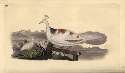 Pávaláb, Pavo cristatus, nőstény a kicsinyeivel. Kézi rézkarc, rajzolta és metszette Edward Donovan a saját "Natural History of British Birds" című művéből, London. alkotó: Edward Donovan