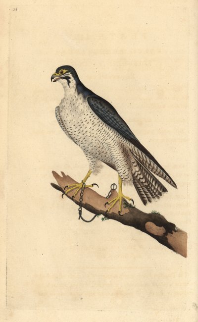 Vándorsólyom, Falco peregrinus, ághoz láncolva. Kézi színű rézlemez, amelyet Edward Donovan rajzolt és metszett a saját Londoni „British Birds természettörténetéből” alkotó: Edward Donovan