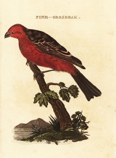 Pinicola enucleator alkotó: Edward Donovan