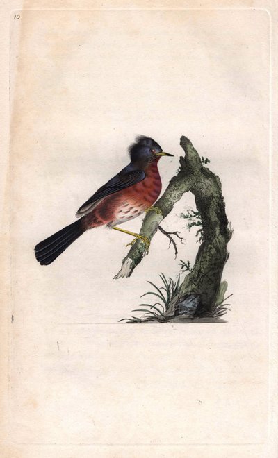 Pitchou warf. Sylvia undata (Sylvia dartfordiensis). Edward Donovan (1768-1837) rézmetsze, megjelent a Natural History of British Birds, Londonban alkotó: Edward Donovan