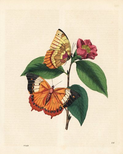 Sima fakó raja lepke, Charaxes psaphon (Nymphalis bernardus) egy kamélián. Másolat Edward Donovan An Epitome of the Natural History of the Insects of China című művéből. alkotó: Edward Donovan