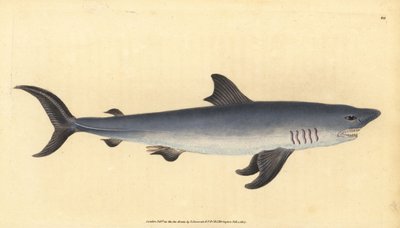 Porbeagle, Lamna nasus. Sebezhető. (Sorbeagle cápa, Squalus cornubicus). Kézzel színezett rézlemez, amelyet Edward Donovan rajzolt és metszett a British Fishes, Donovan and F.C. Natural History of British Fishes című művéből. és J. Rivington, London alkotó: Edward Donovan