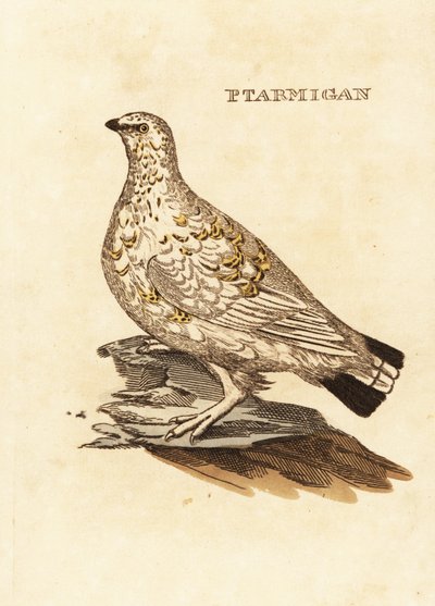 Ptarmigan nyírfajd vagy fehérvad, Lagopus lagopus alkotó: Edward Donovan