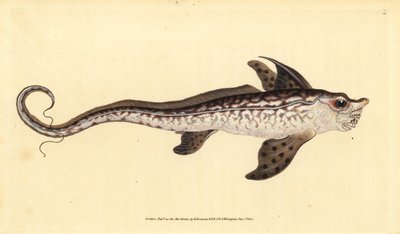 Nyúlhal vagy tengeri szörny, Chimaera monstrosa. Majdnem megfenyegetve. Kézzel színezett rézlemez, amelyet Edward Donovan rajzolt és metszett a British Fishes, Donovan and F.C. Natural History of British Fishes című művéből. és J. Rivington, London alkotó: Edward Donovan