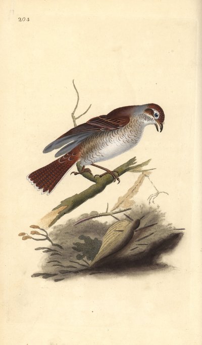 Vöröshátú sikló (nőstény), Lanius collurio. Kézi színű rézlemez, amelyet Edward Donovan rajzolt és metszett a saját Londoni „British Birds természettörténetéből” alkotó: Edward Donovan