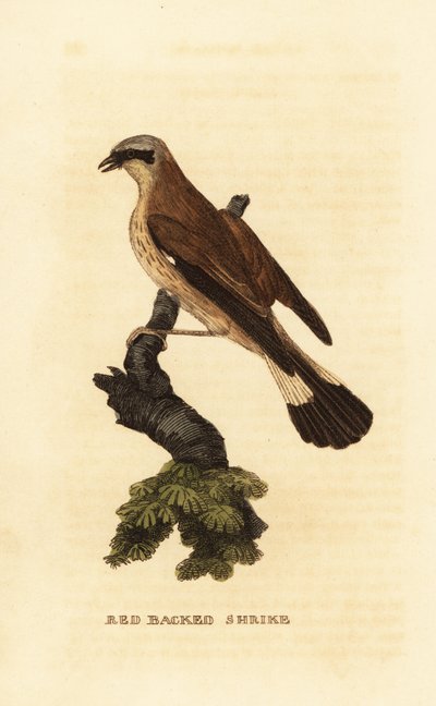 Vöröshátú sikló, Lanius collurio alkotó: Edward Donovan