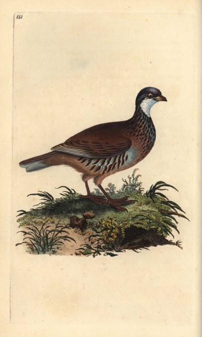 Vörös lábú fogoly, Alectoris rufa. Kézzel színezett rézlemez, amelyet Edward Donovan rajzolt és metszett a saját „Britan madarak természettörténetéből” (1794-1819). Edward Donovan (1768-1837) angol-ír amatőr zoológus, író, művész és metsző. H alkotó: Edward Donovan