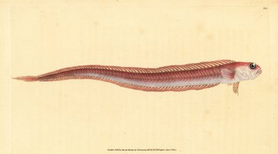 Vörös szalaghal, Cepola macrophthalma (Rubescent band-fish, Cepola rubescens). Kézzel színezett rézlemez, amelyet Edward Donovan rajzolt és metszett a British Fishes, Donovan and F.C. Natural History of British Fishes című művéből. és J. Rivington, London alkotó: Edward Donovan