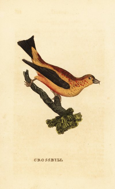 Vörös keresztcsőrű, Loxia curvirostra alkotó: Edward Donovan